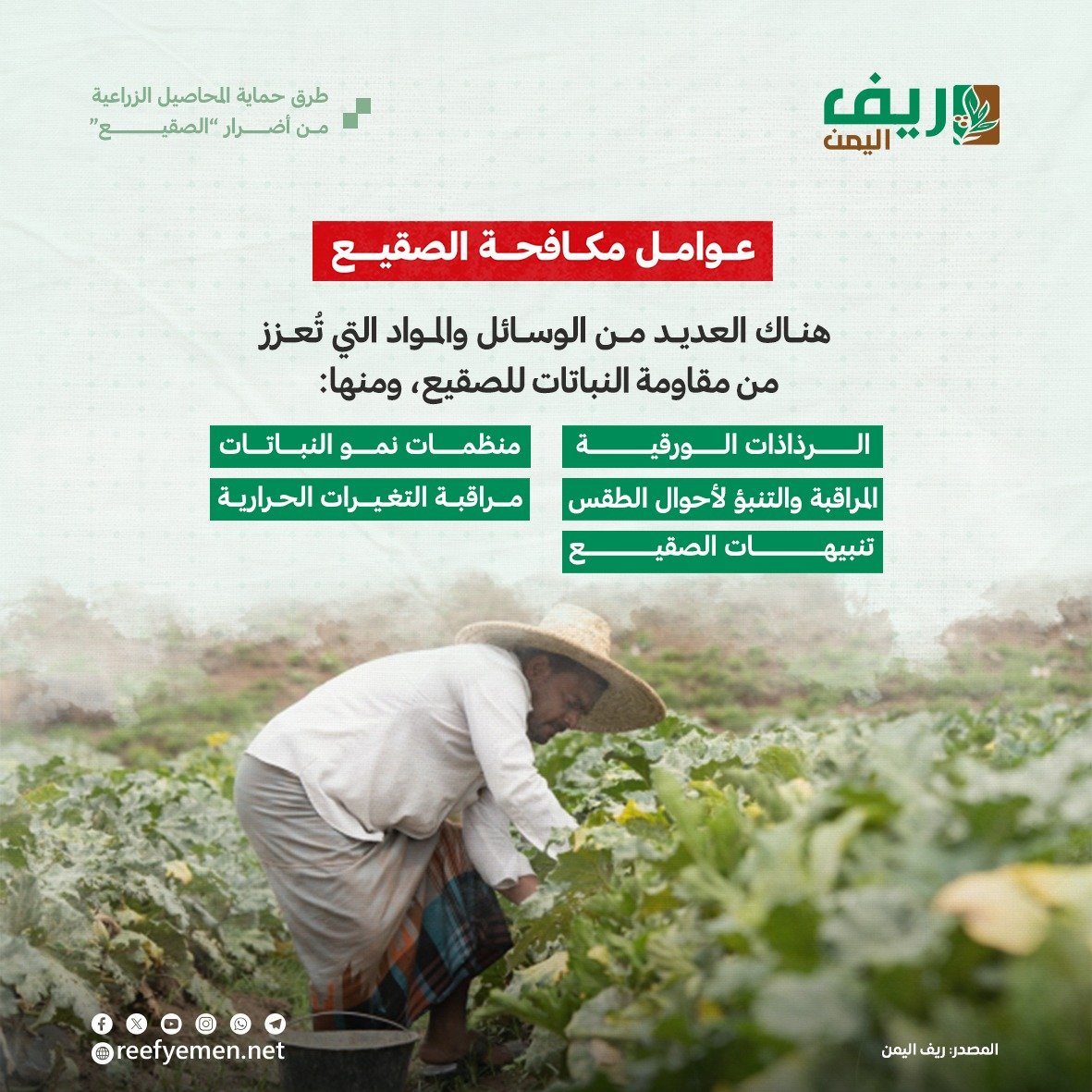 كيف نحمي الزراعة من الصقيع "الضريب"؟
