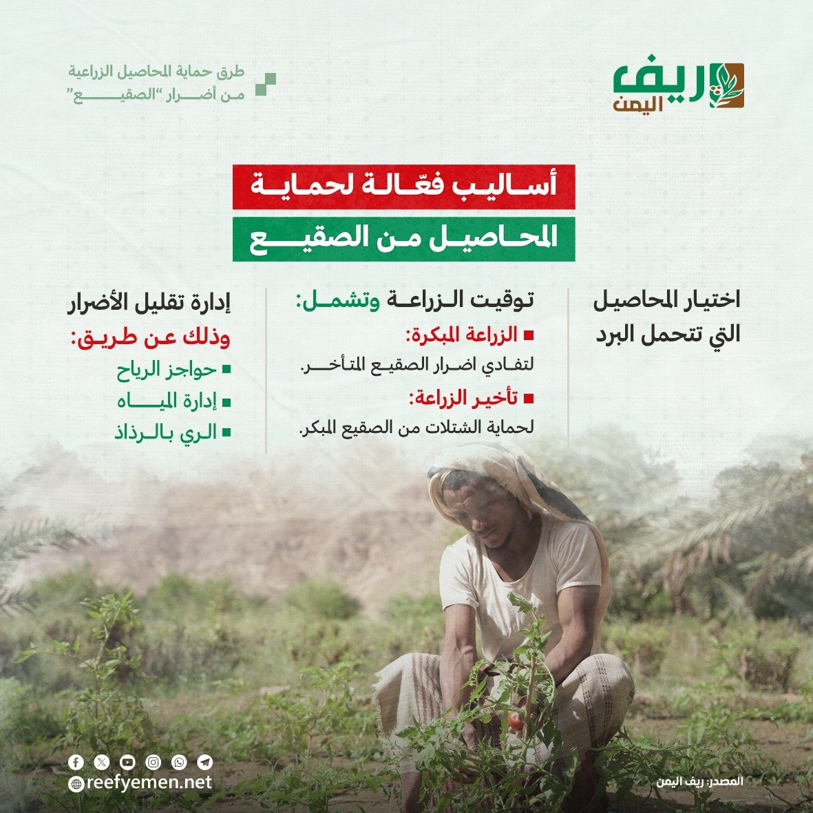كيف نحمي الزراعة من الصقيع "الضريب"؟