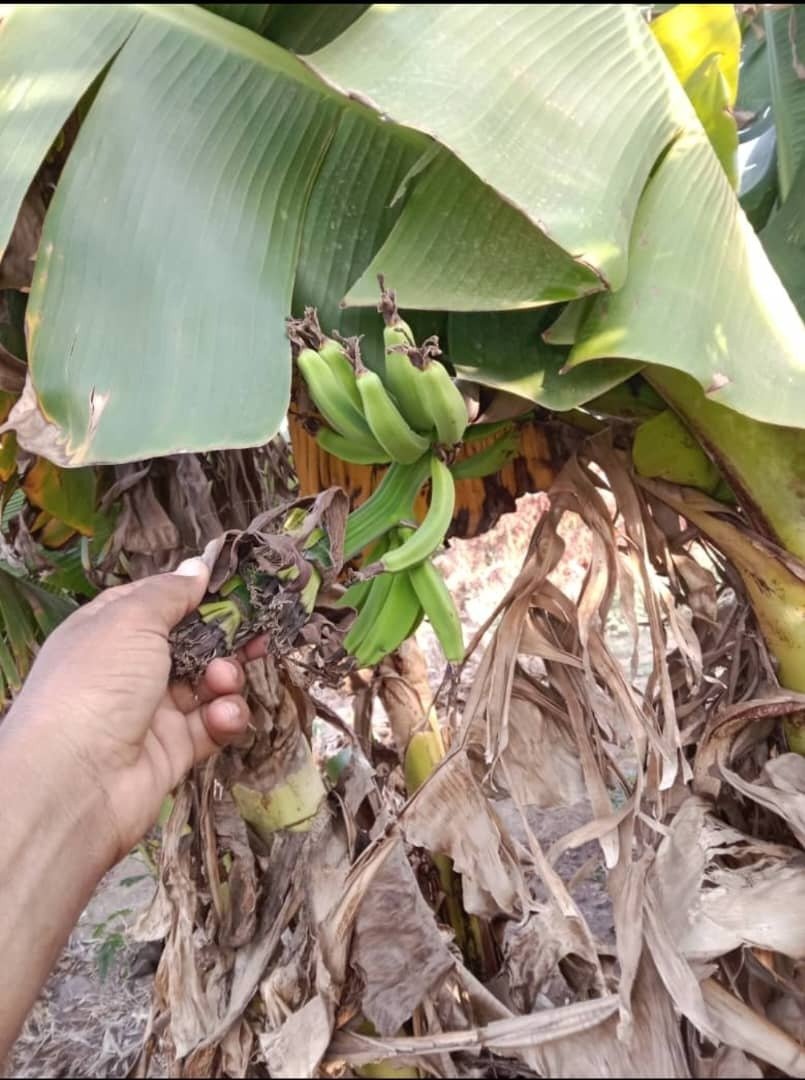 الآفات الزراعية باليمن: حرب مفتوحة على المزارعين