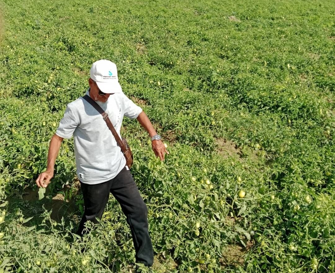 أبين.. تجربة بذور جديدة للطماطم تنتج محصول وفير