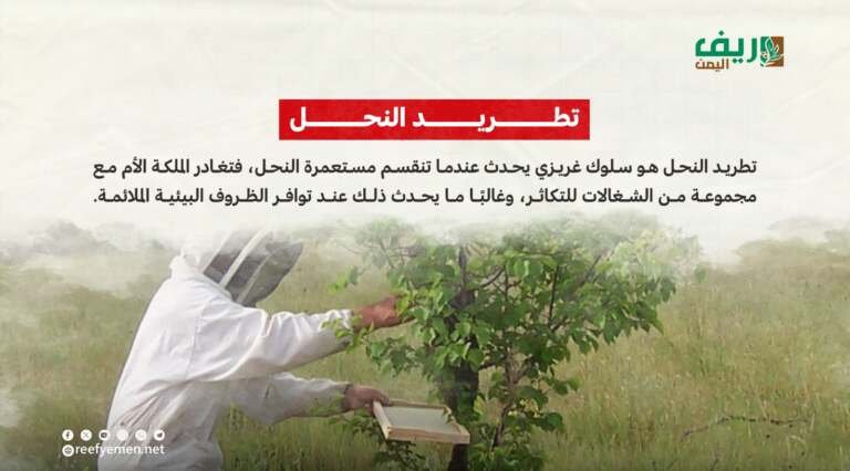 تطريد النحل