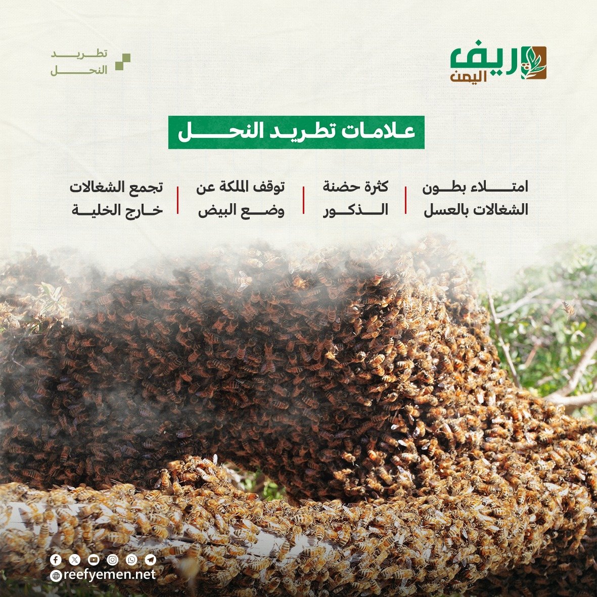 ماهو تطريد النحل؟