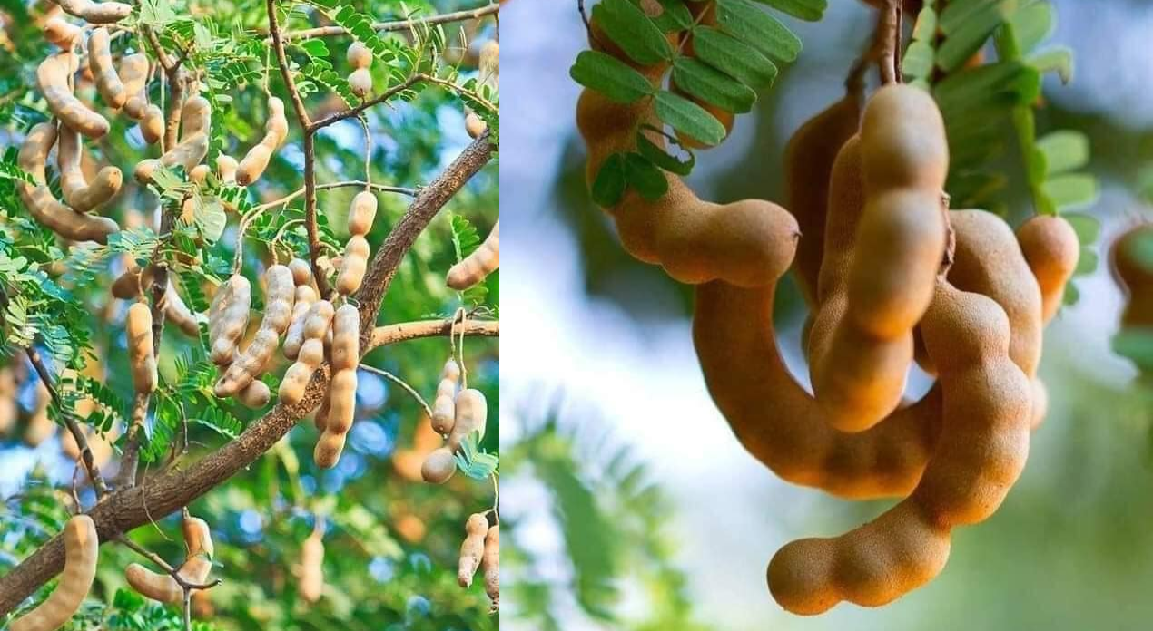 كيف زراعة شجرة التمر الهندي “الحُمر”؟