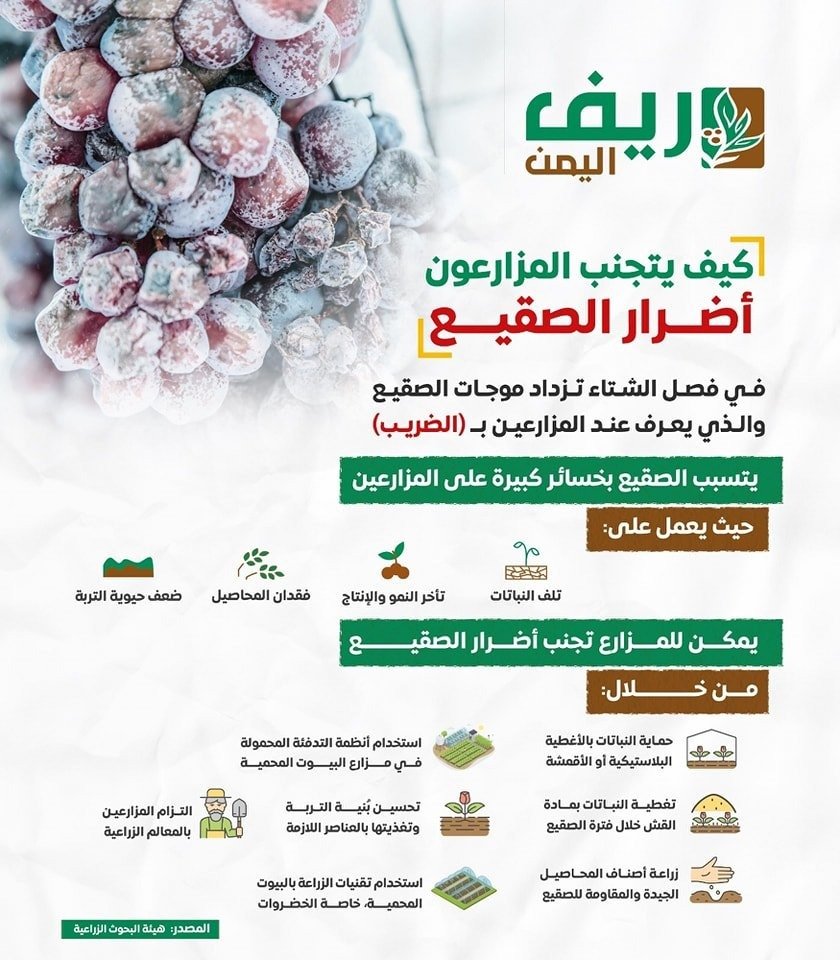 مزارعو ذمار... معركة غير متكافئة مع موجات الصقيع 