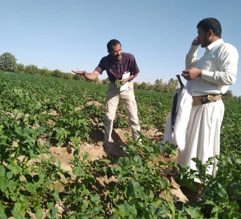 مأرب ..مزارعو الطماطم يواجهون أزمة غير مسبوقة