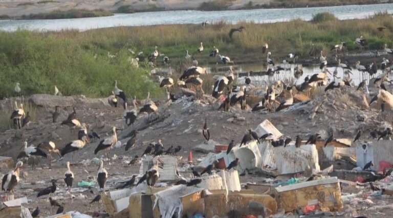 محميات الطيور في عدن: إرث بيئي بمواجهة الخطر