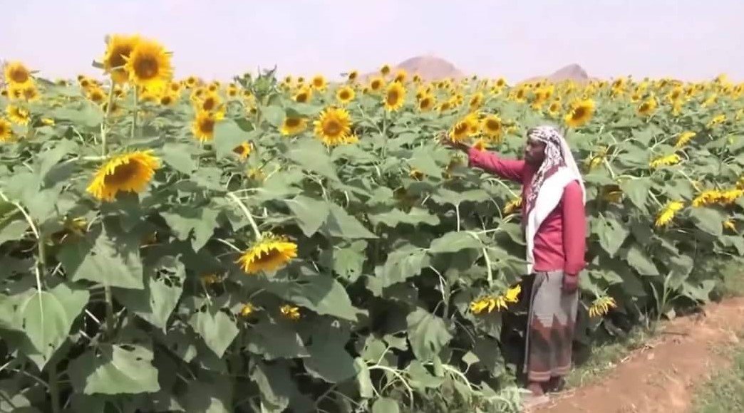 زراعة دوار الشمس
