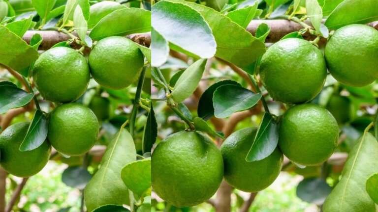 جفاف ثمار الليمون