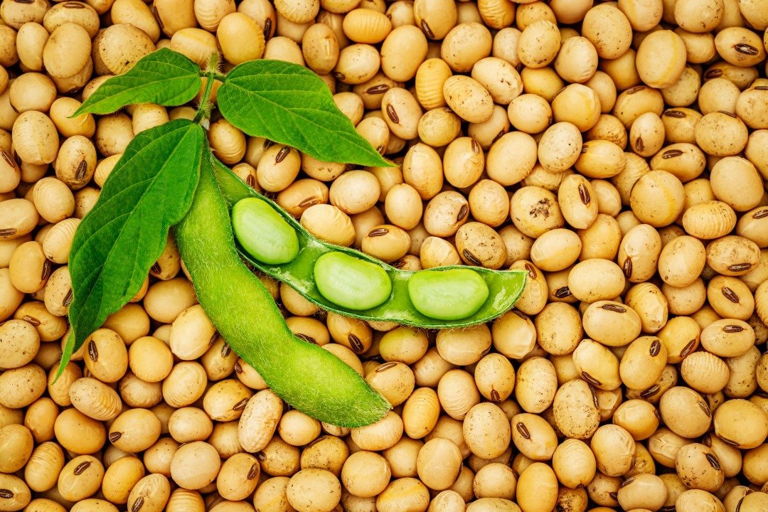 كيف زراعة فول الصويا؟