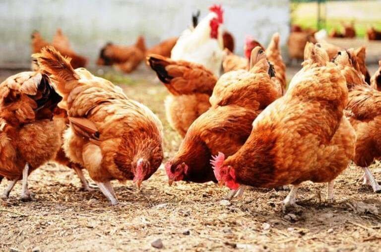 كيف تتأكد من صحة الدجاج البياض؟