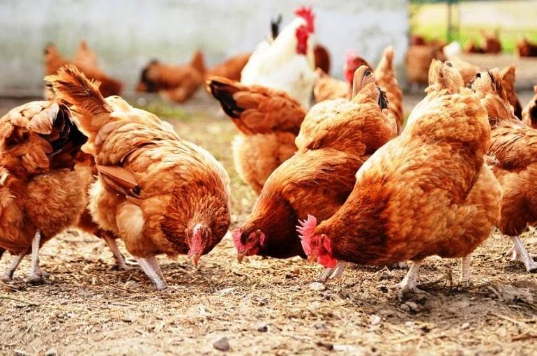 كيف تتأكد من صحة الدجاج البياض؟
