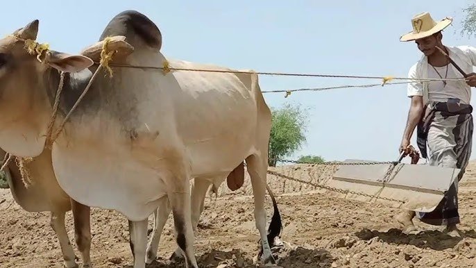 ألحان الحقول.. صوت الأرض الذي يواجه الاندثار
