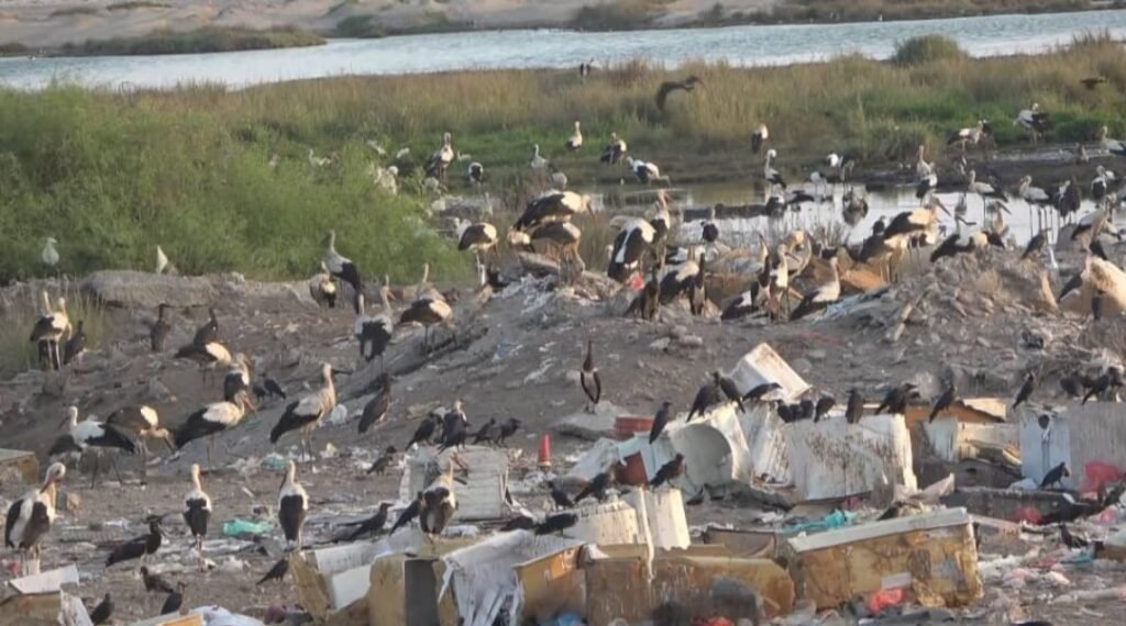محميات الطيور في عدن: إرث بيئي بمواجهة الخطر