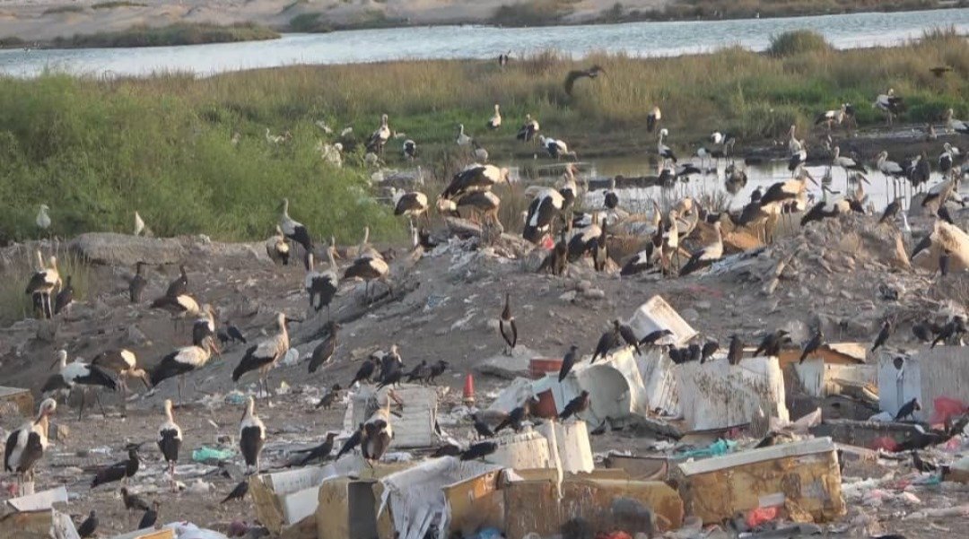 محميات الطيور في عدن: إرث بيئي بمواجهة الخطر