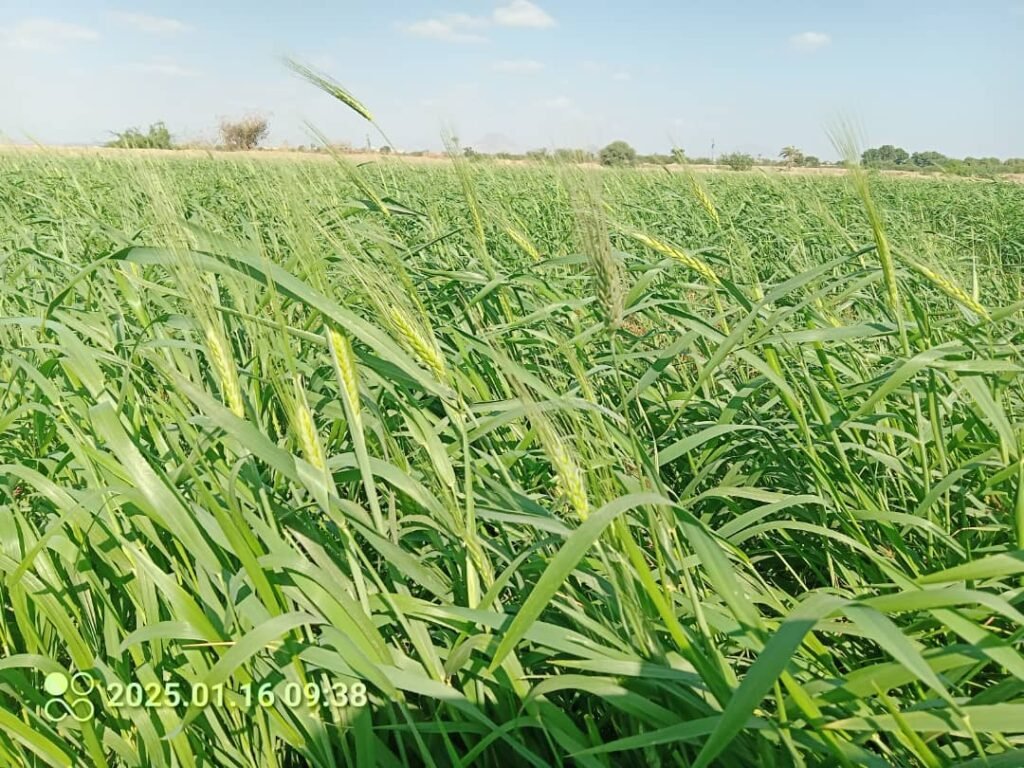 زراعة القمح في لحج