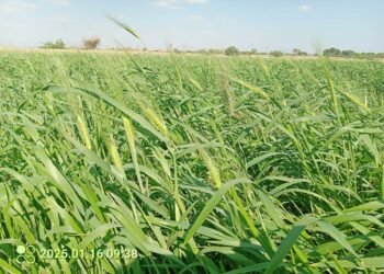 زراعة القمح في لحج