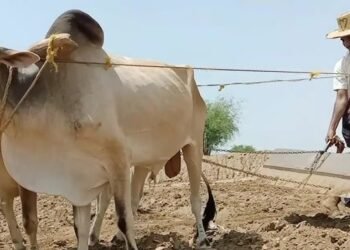 ألحان الحقول.. صوت الأرض الذي يواجه الاندثار