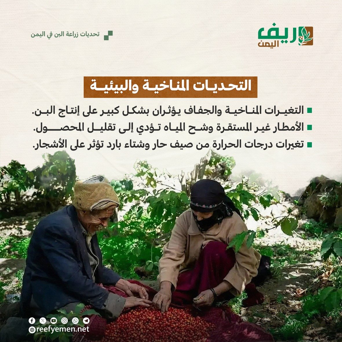تحديات زراعة البُن اليمني