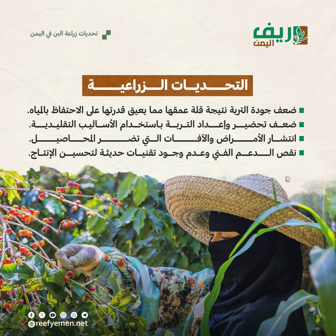 تحديات زراعة البُن اليمني