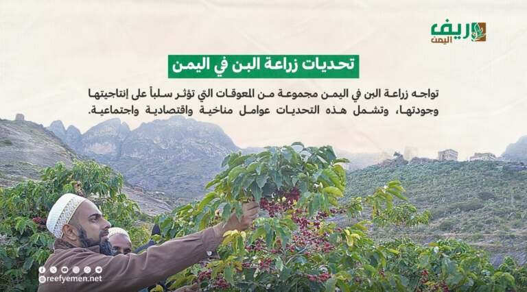 القهوة اليمنية