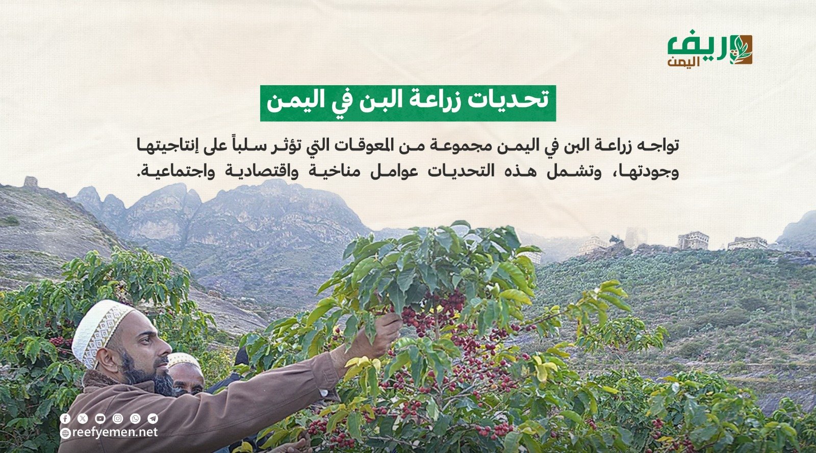 القهوة اليمنية