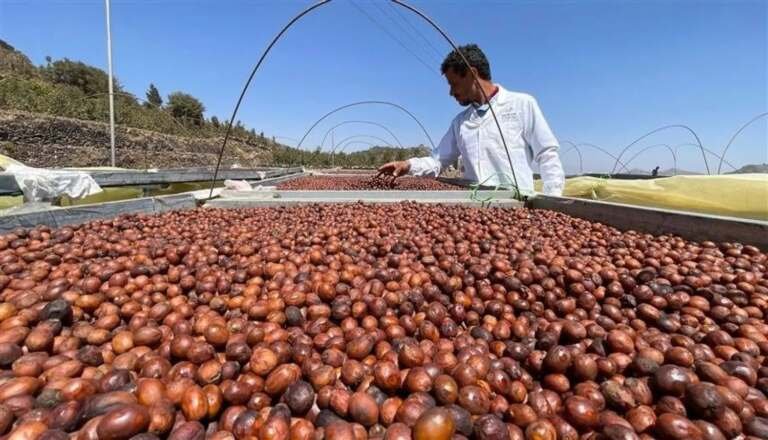 القهوة اليمنية: إرث عريق ونكهة فريدة تتحدى الزمن