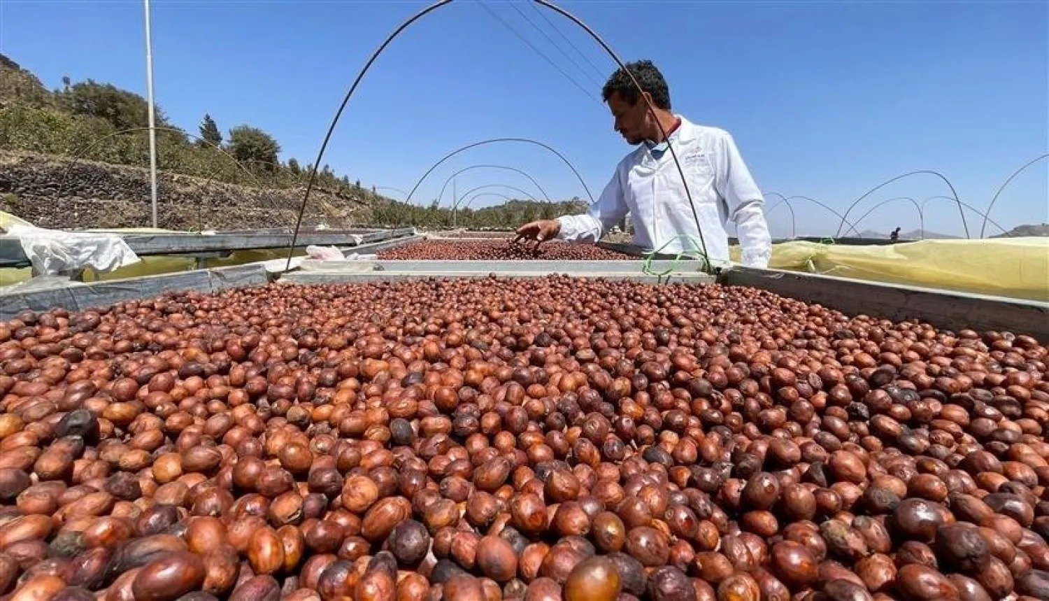 القهوة اليمنية: إرث عريق ونكهة فريدة تتحدى الزمن