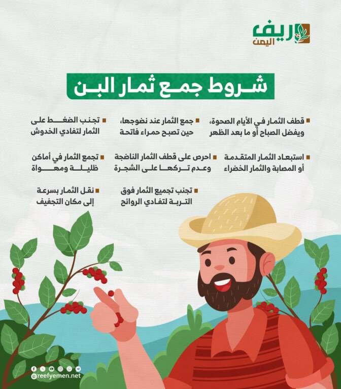 كيف جمع ثمار البن؟