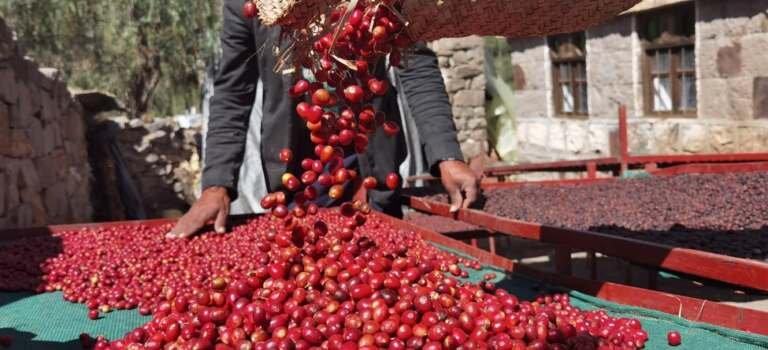 البن اليمني: ثروة مهدورة ومزارعين فقراء