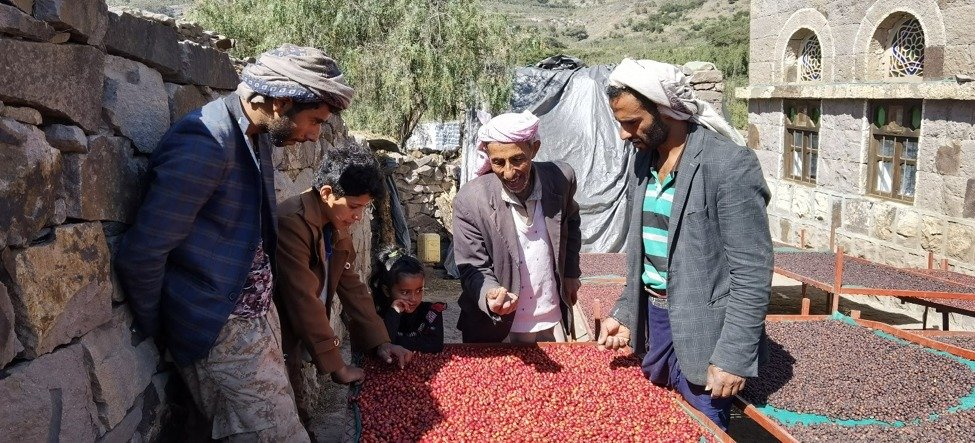 البن اليمني: ثروة مهدورة ومزارعين فقراء