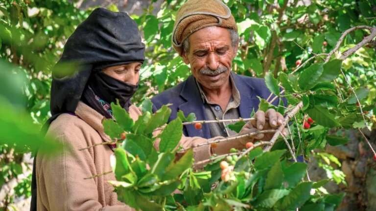 المرأة اليمنية.. دور بارز في إنتاج وتسويق البن