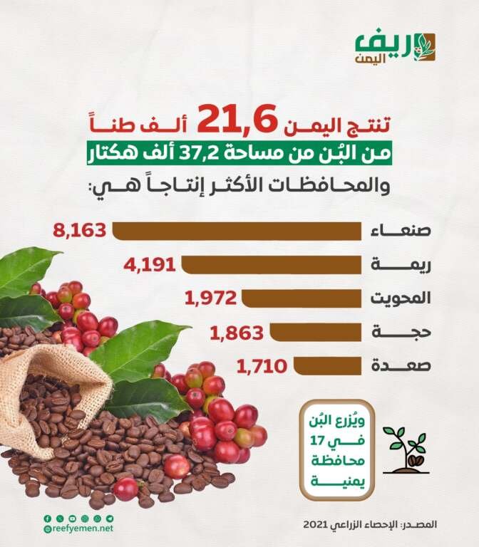 البُن .. أمل اليمنيين المتوفر في أعالي الجبال