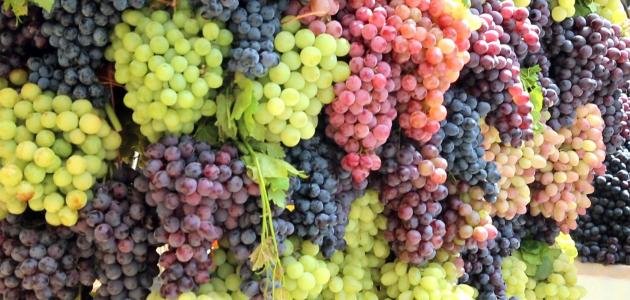 تقليم شجرة العنب.. متى وكيف ولماذا؟