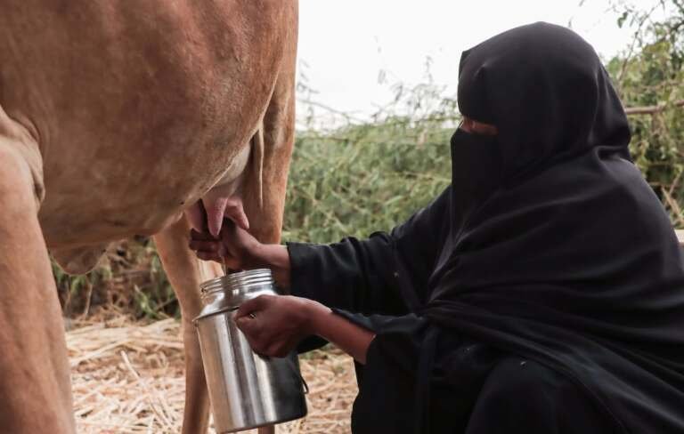 حقين الأبقار في الريف.. تكافل اجتماعي وغذاء مجاني