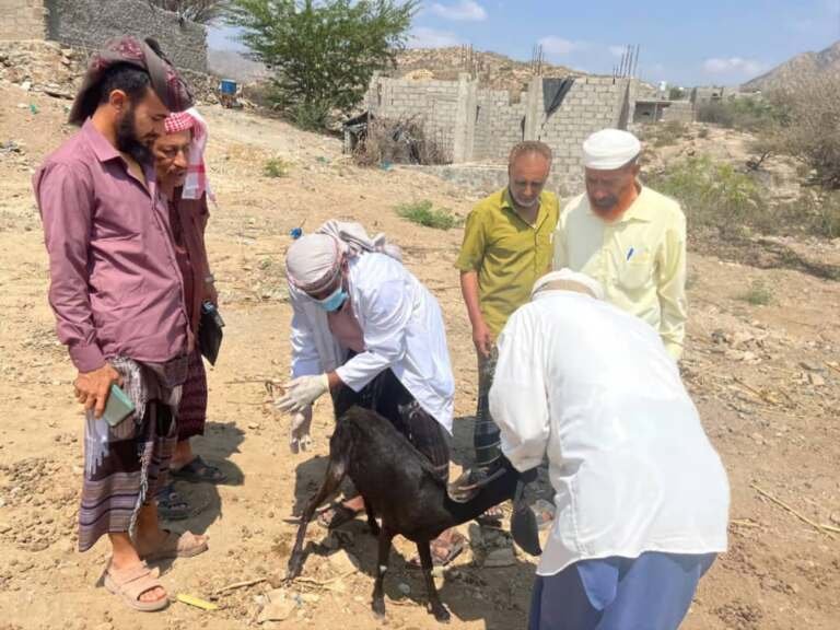 لحج.. الزراعة تكشف سبب تفشي أمراض الماشية وتنفذ حملة لقاحات