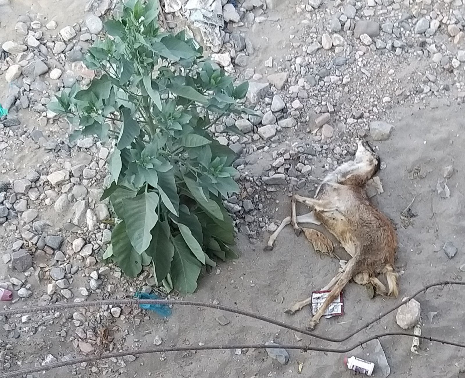 لحج.. مرض غامض يتسبب بنفوق المواشي ولا حلول