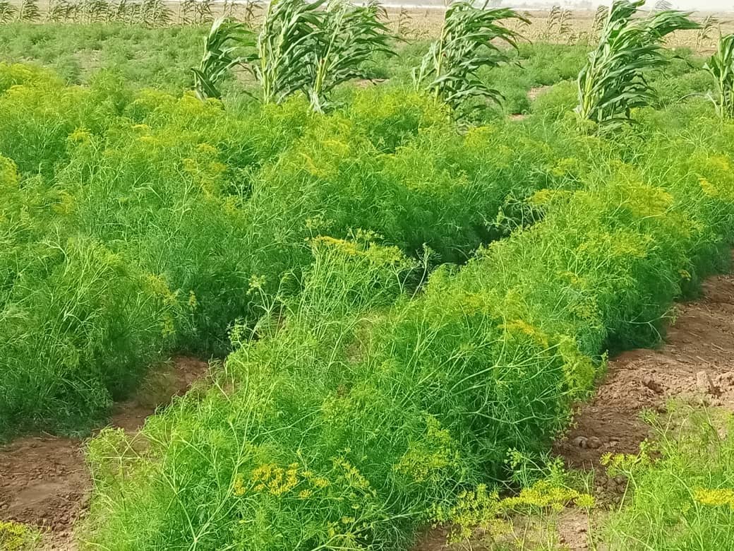 الحديدة.. زراعة الكمون تجربة ناجحة تعزز الزراعة المحلية