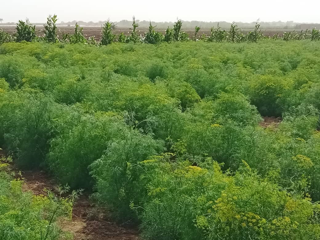الحديدة.. زراعة الكمون تجربة ناجحة تعزز الزراعة المحلية