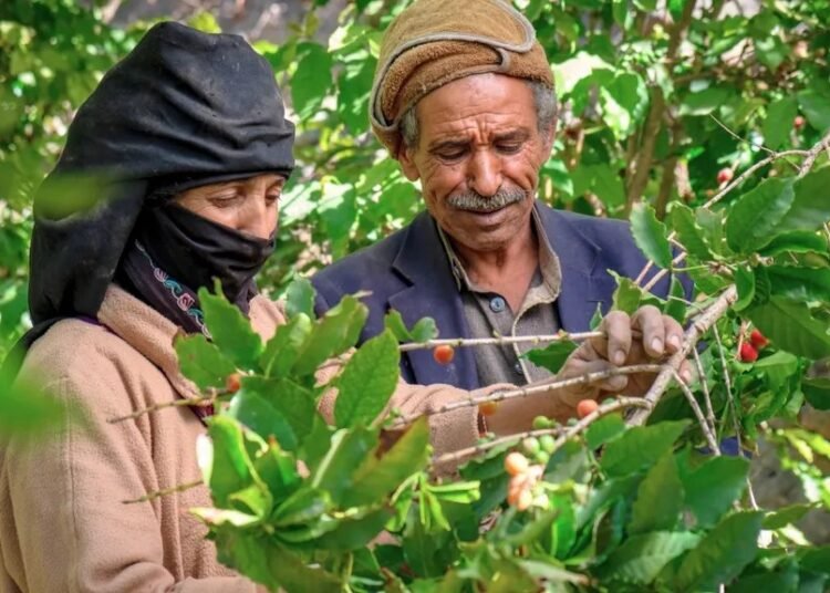 البُن .. أمل اليمنيين المتوفر في أعالي الجبال