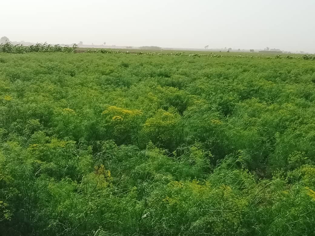 الحديدة زراعة الكمون