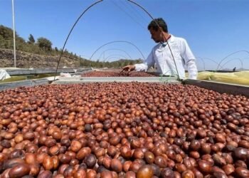 القهوة اليمنية إرث عريق ونكهة فريدة تتحدى الزمن