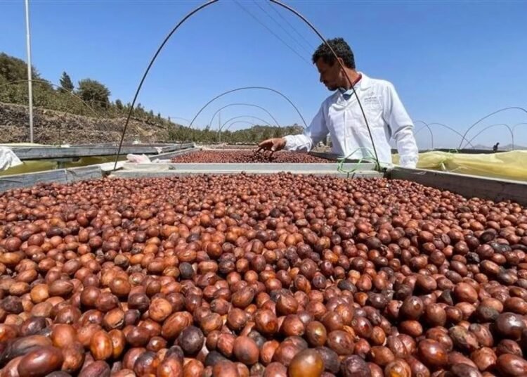 القهوة اليمنية إرث عريق ونكهة فريدة تتحدى الزمن