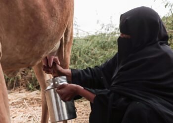 حقين الأبقار.. تكافل ريفي يُغذي الأرواح ويقوّي الروابط