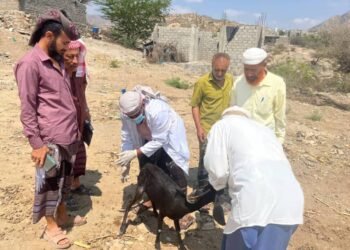 لحج.. السلطات تكشف سبب انتشار أمراض الماشية وتنفذ حملة لقاحات