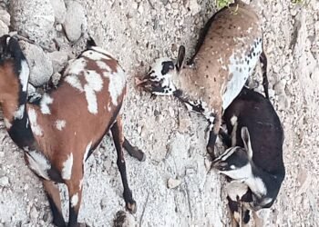 لحج..مرض غامض يتسبب بنفوق المواشي