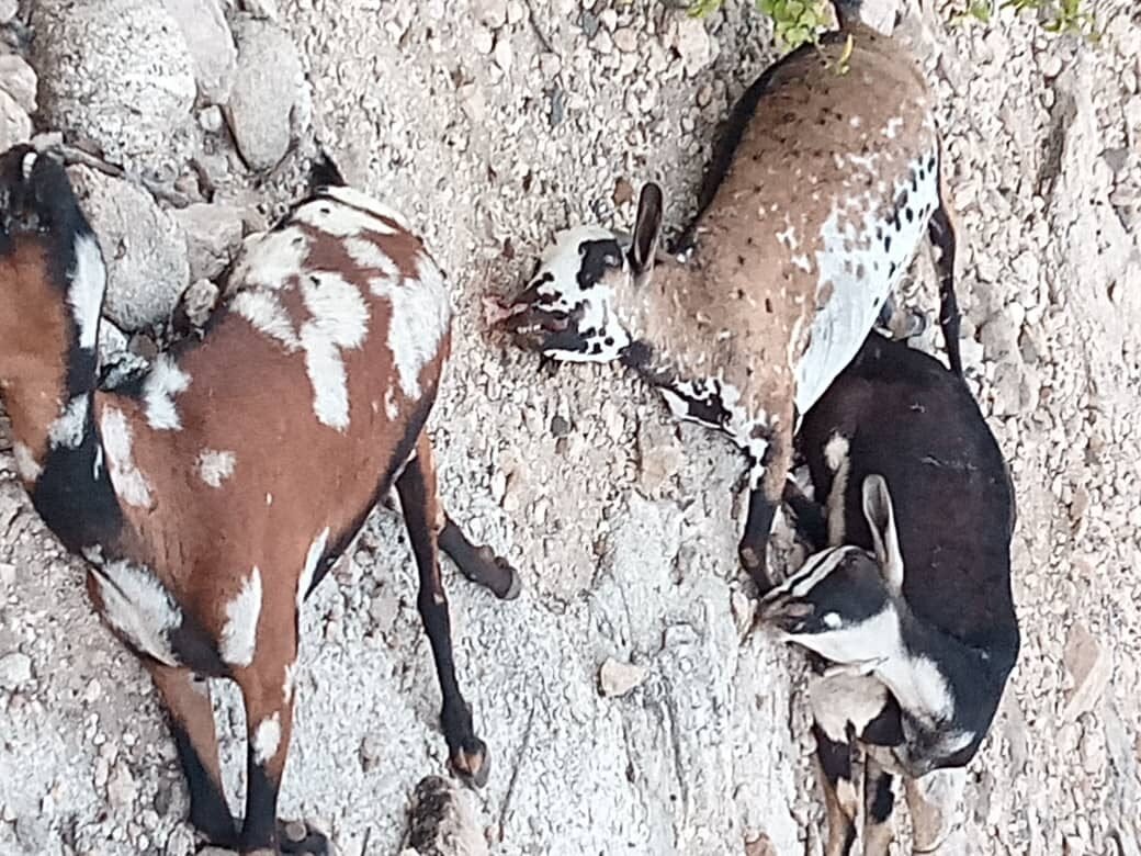 لحج..مرض غامض يتسبب بنفوق المواشي