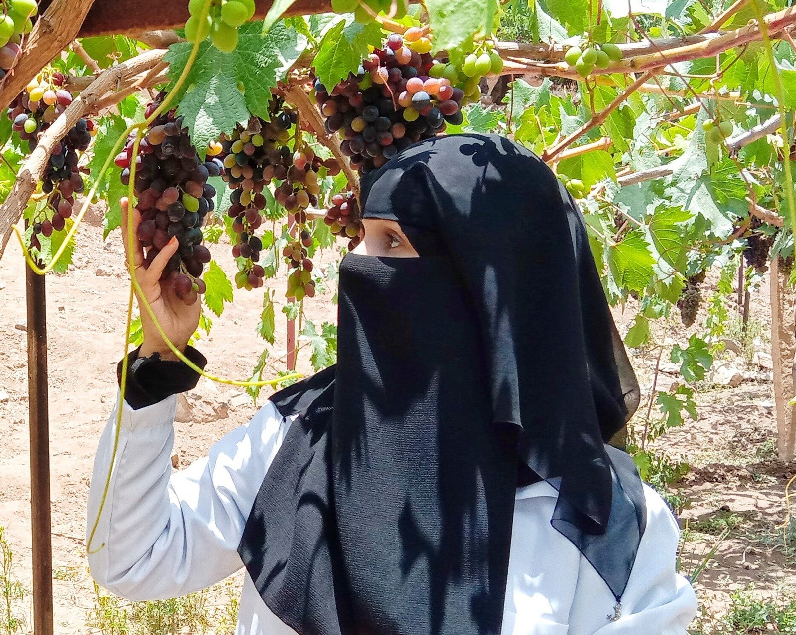 الزراعة في اليمن: تحديات المناخ والحلول الممكنة