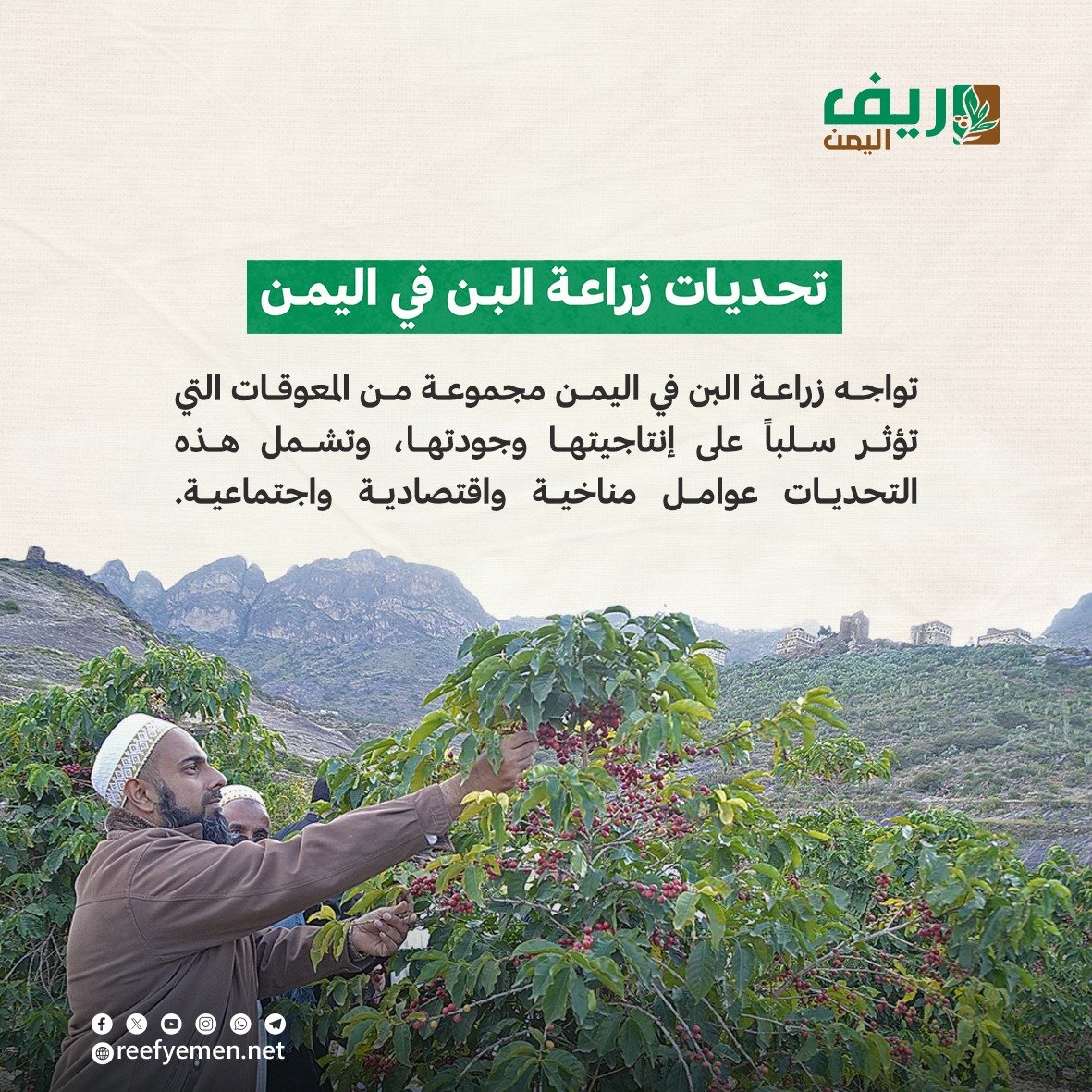 تحديات زراعة البُن اليمني