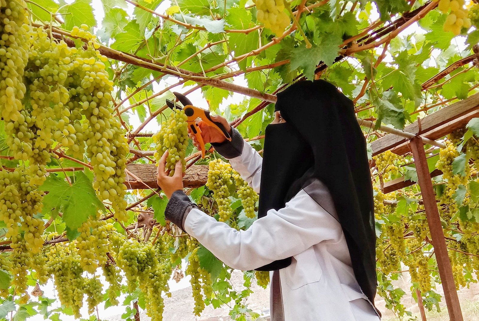 تيسير السنحاني: يحتاج المزارعين حلول للتكييف المناخي