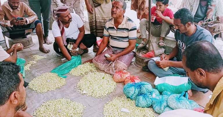 الفل اللحجي.. مصدر رزق ورائحة منعشة